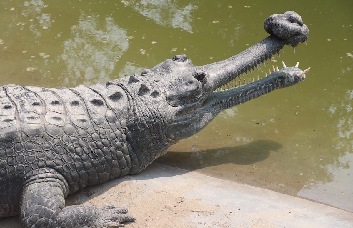 प्रजनन् केन्द्रमा रहेको भाले घडियाल। तस्बिर : राजेश घिमिरे/सेतोपाटी